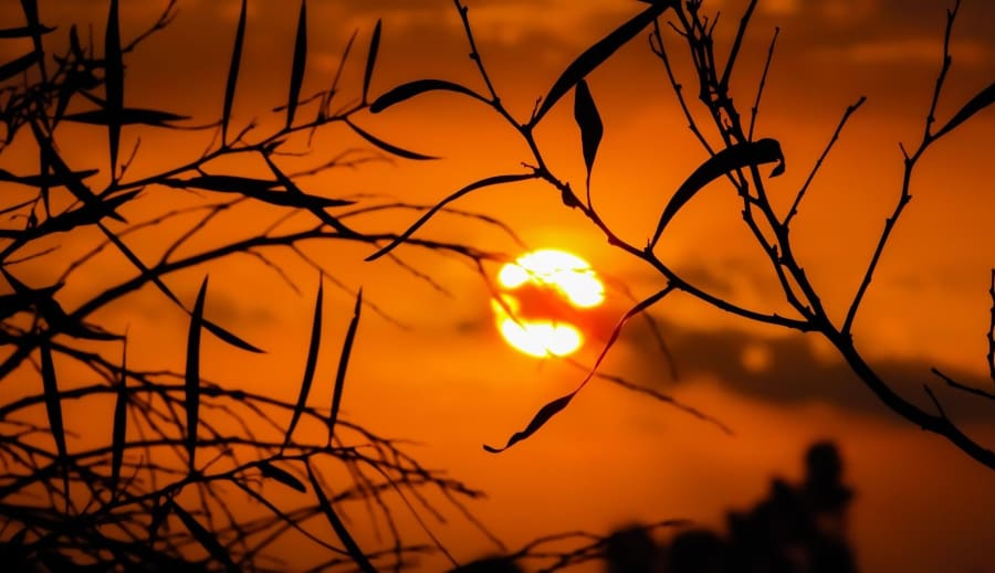 I skogen hos sierskan